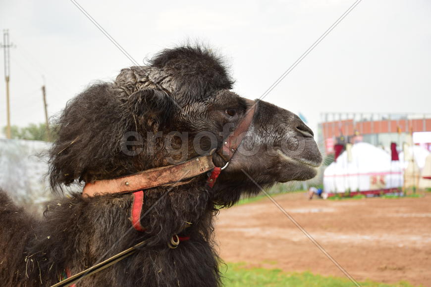 Запряженный коричневый верблюд для езды верхом 
