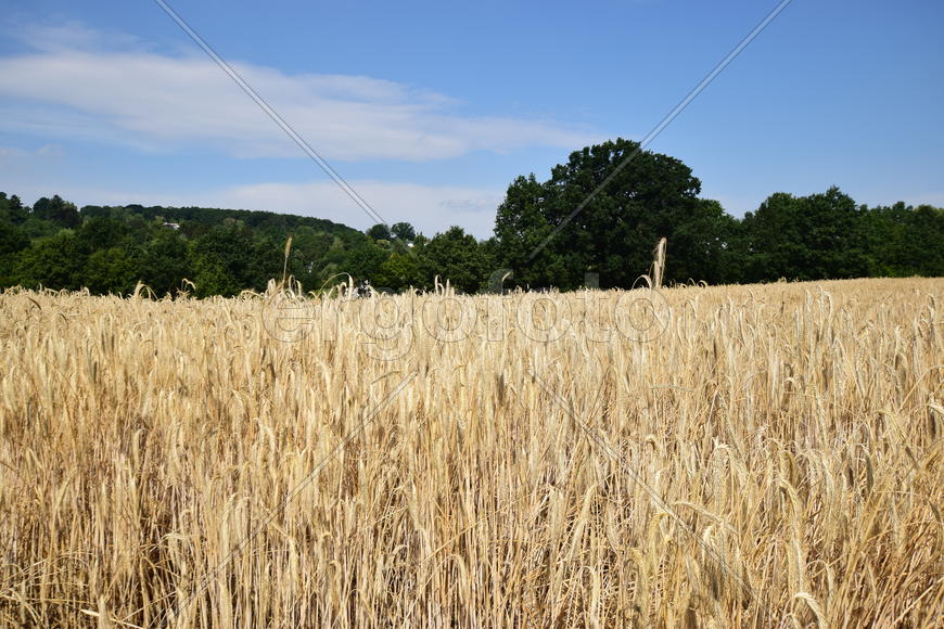 Фон. Созревшая пшеница 