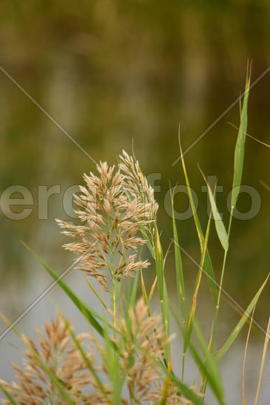 Живые растение крупным планом 