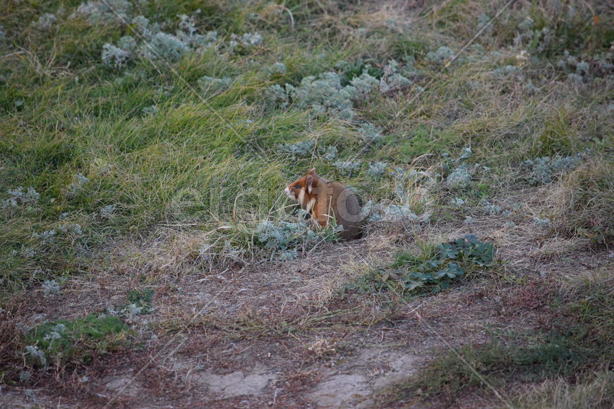 Дикий лесной хомяк на опушке 