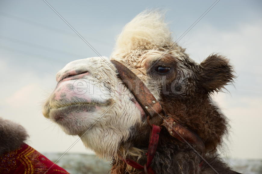 Запряженный коричневый верблюд для езды верхом 