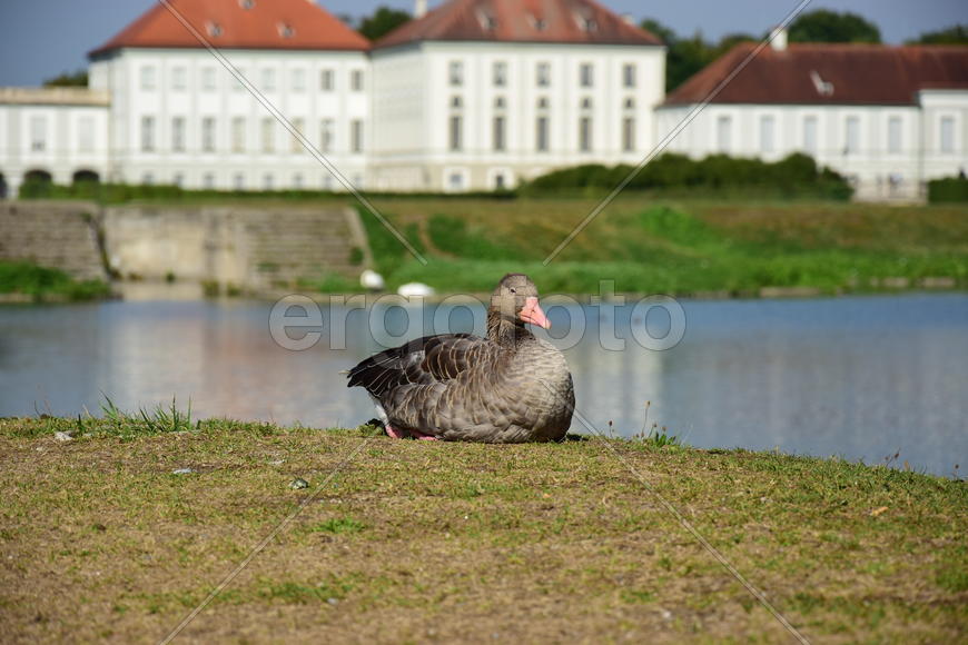 Дикие птицы 