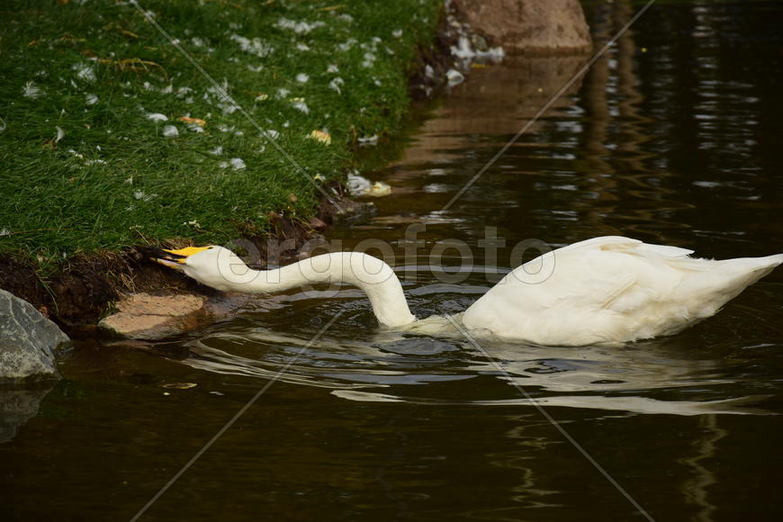 Дикие птицы 