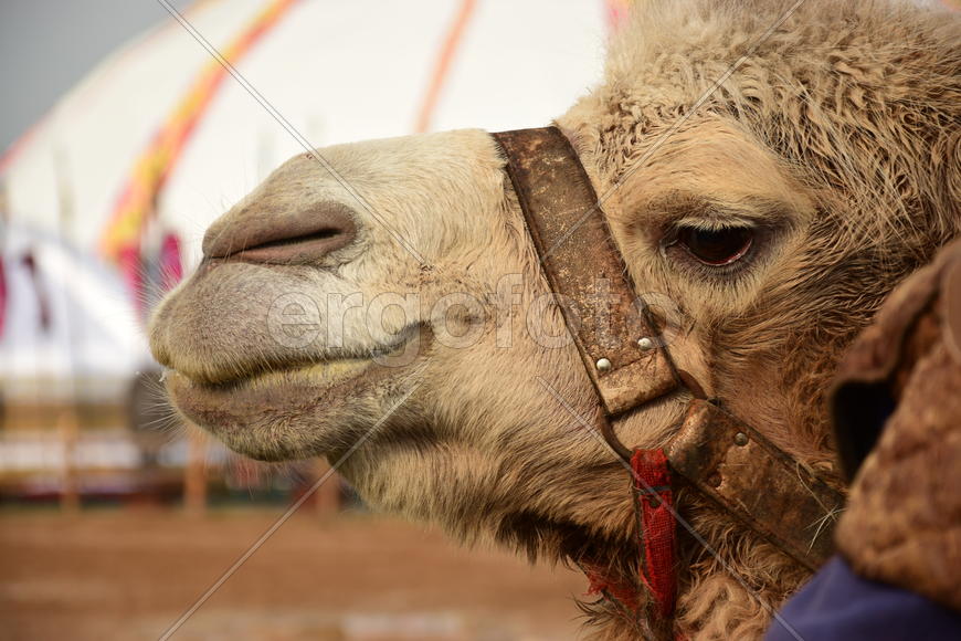 Запряженный коричневый верблюд для езды верхом 