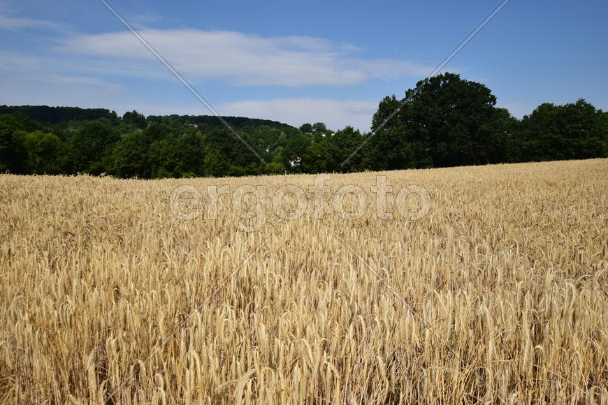 Германия. Город Нюрнберг. Пшеничные поля  