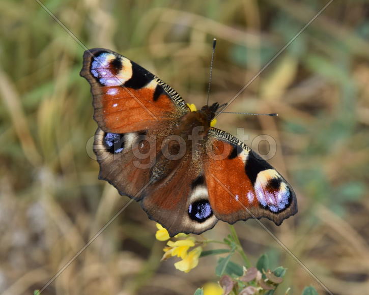 Бабочка на цветке 