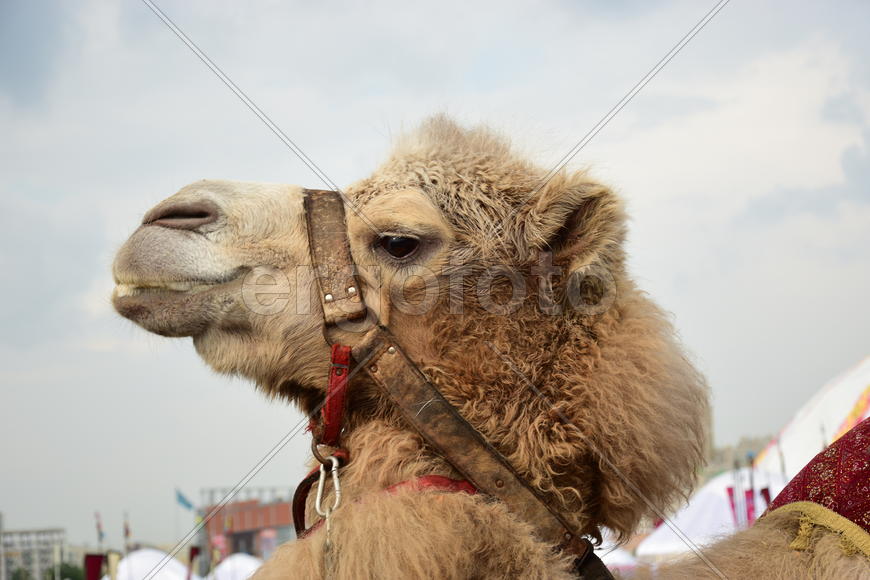 Запряженный коричневый верблюд для езды верхом 