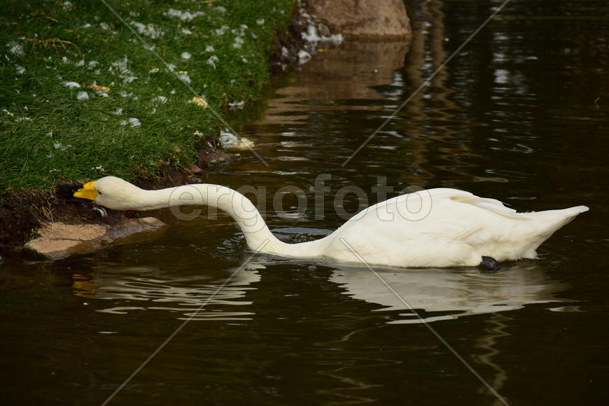 Дикие птицы 