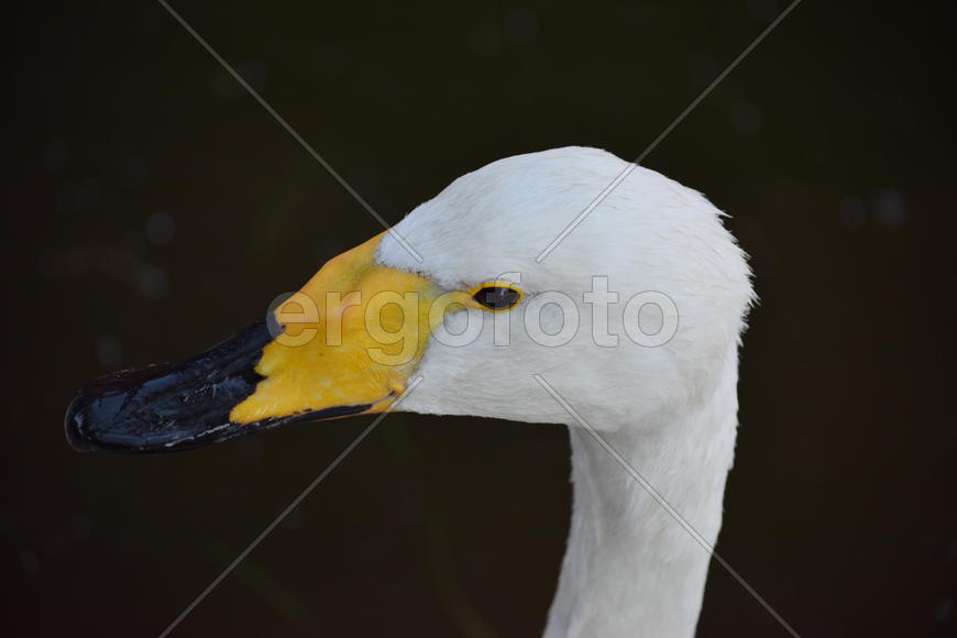 Дикие птицы плавающие по воде 