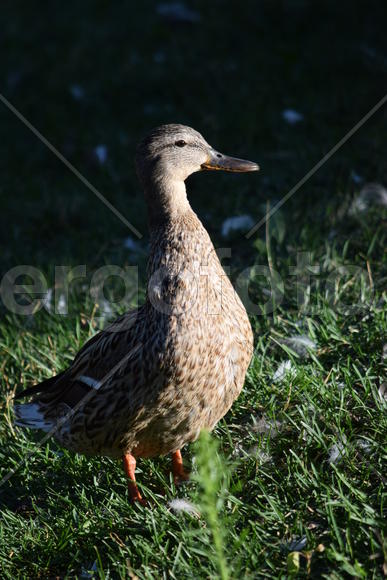 Дикие птицы плавающие по воде 