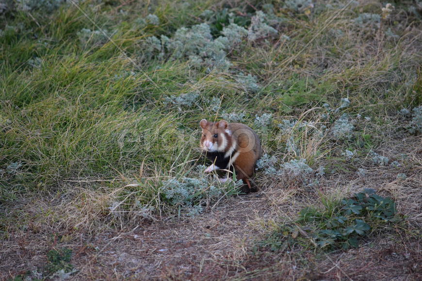 Дикий лесной хомяк на опушке 