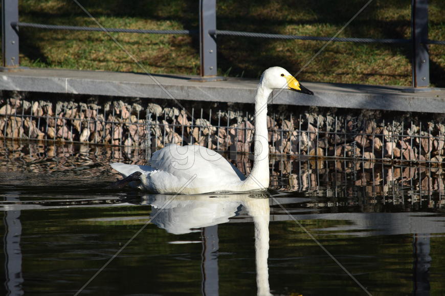 Дикие птицы плавающие по воде 