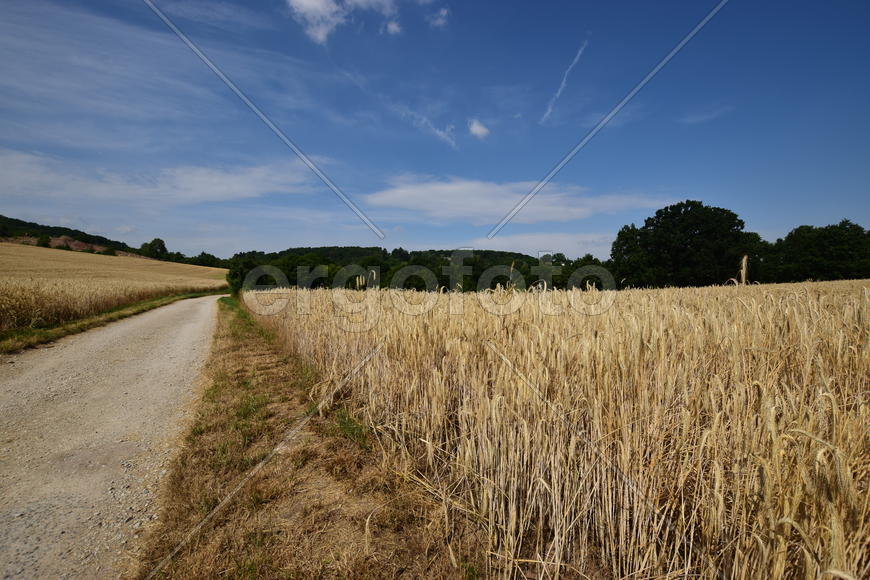 Германия. Город Нюрнберг. Пшеничные поля  