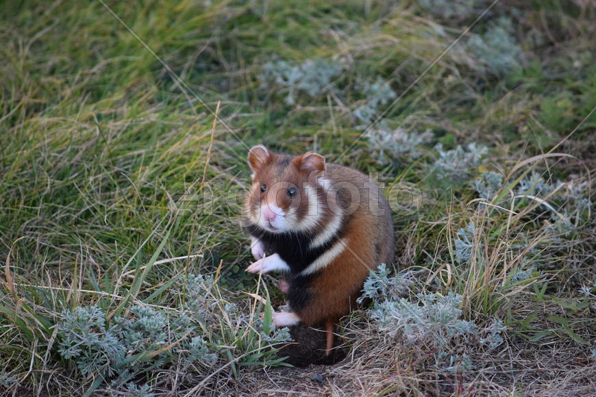 Дикий лесной хомяк на опушке 
