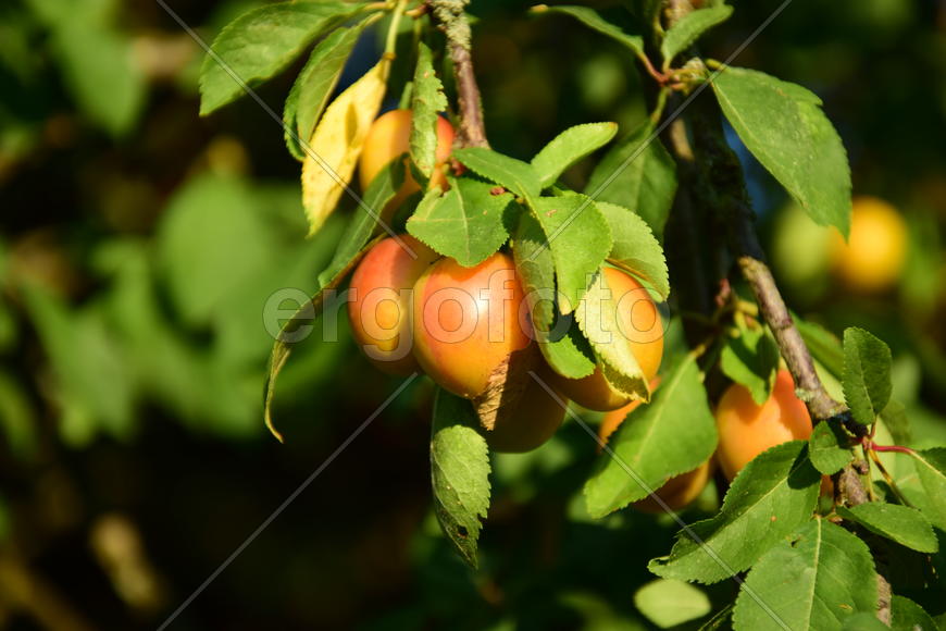 Плоды на ветки дерева 
