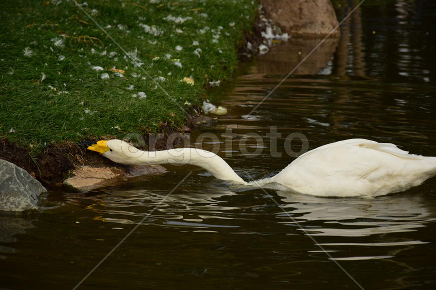 Дикие птицы 