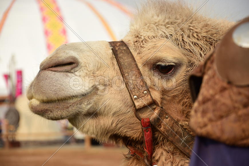 Запряженный коричневый верблюд для езды верхом 