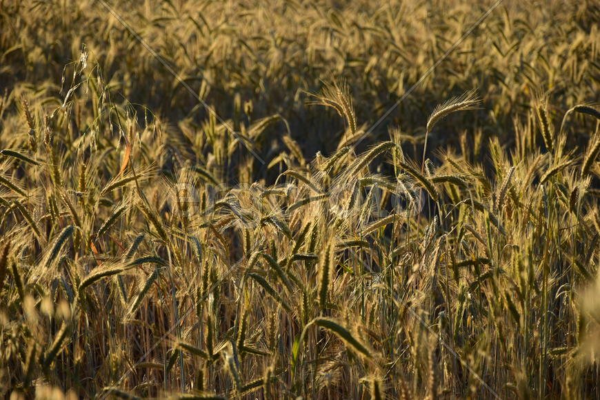 Фон. Пшеничное поле 