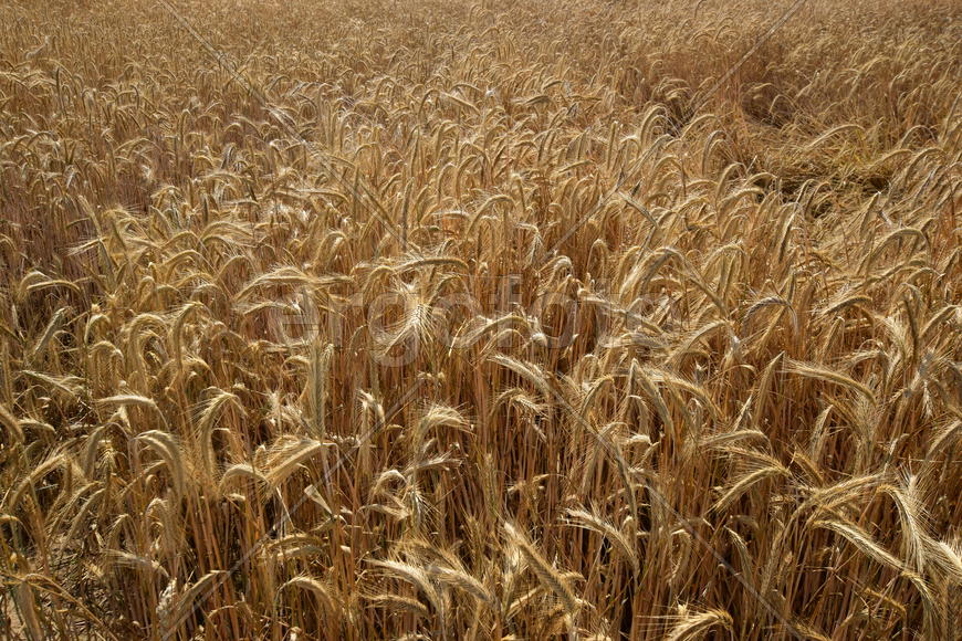 Фон. Созревшая пшеница 