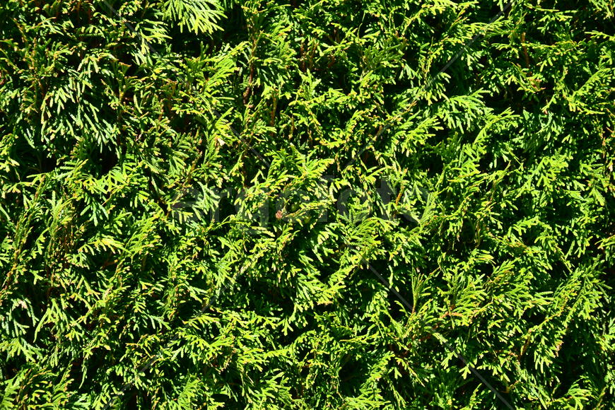 Фон. Текстура зеленого газона 