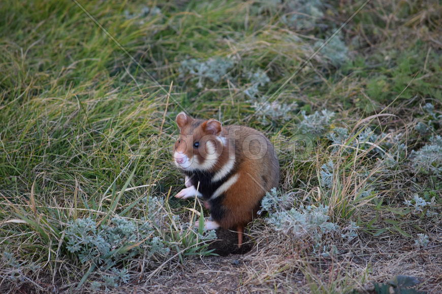 Дикий лесной хомяк на опушке 