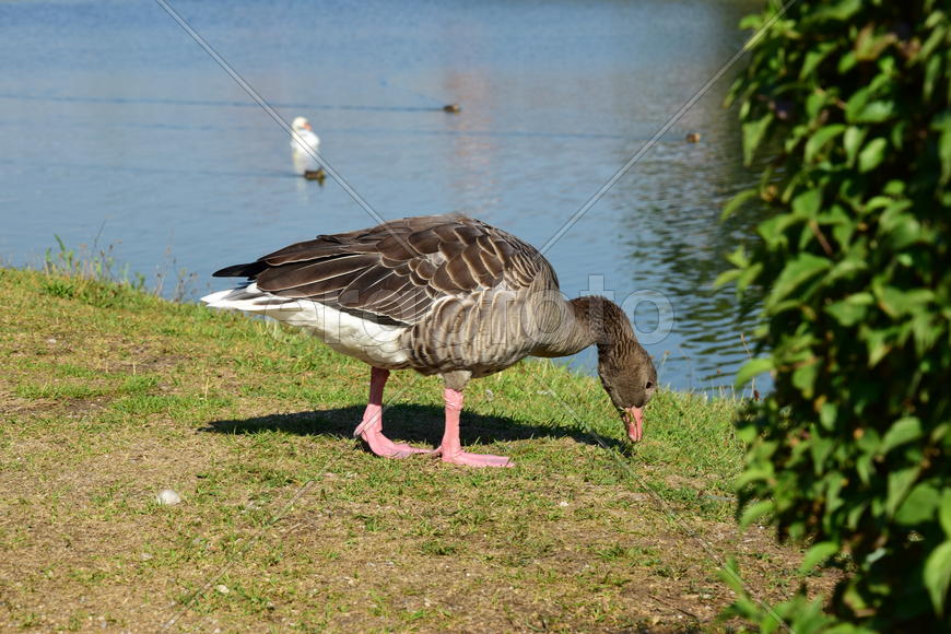 Дикие птицы 