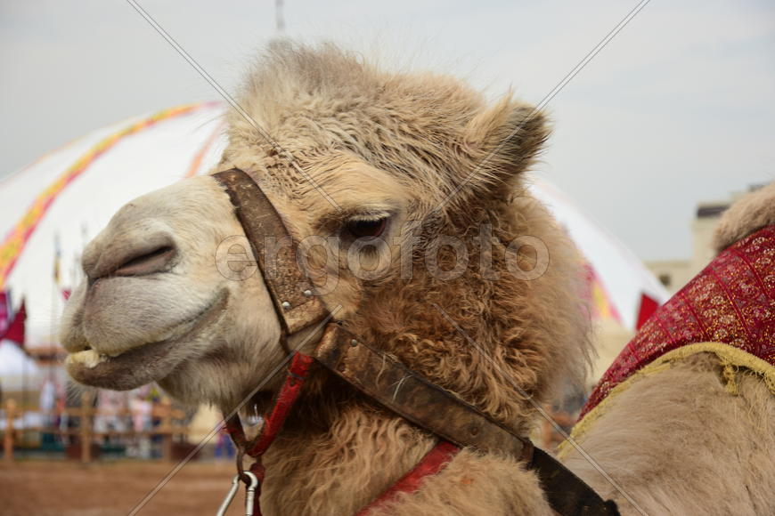 Запряженный коричневый верблюд для езды верхом 