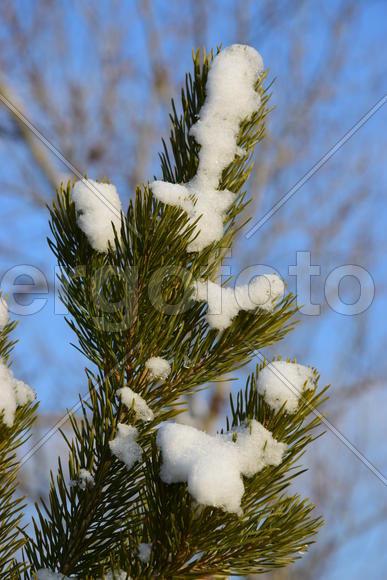 Ветка ели в снегу