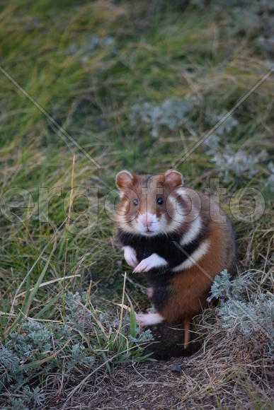Дикий лесной хомяк на опушке 