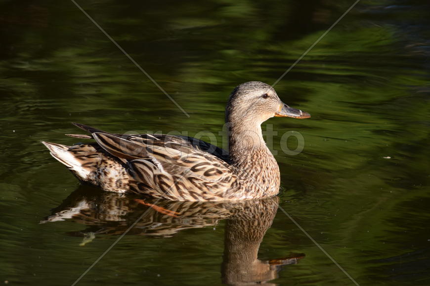 Дикие птицы плавающие по воде 