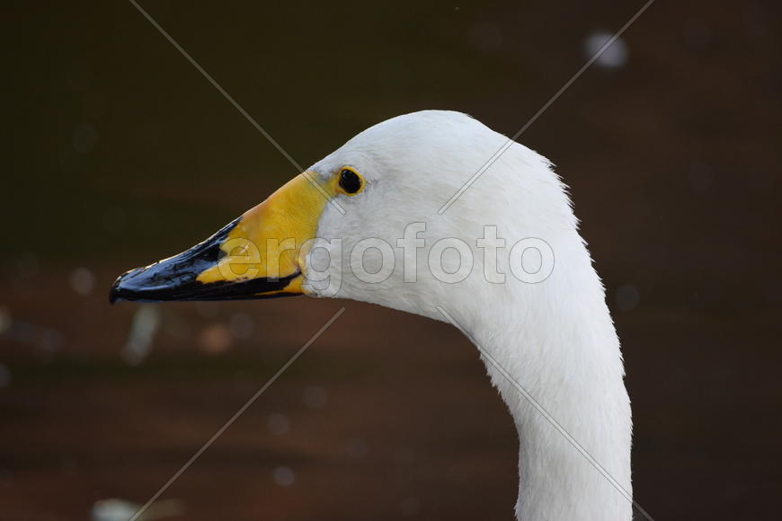 Дикие птицы плавающие по воде 