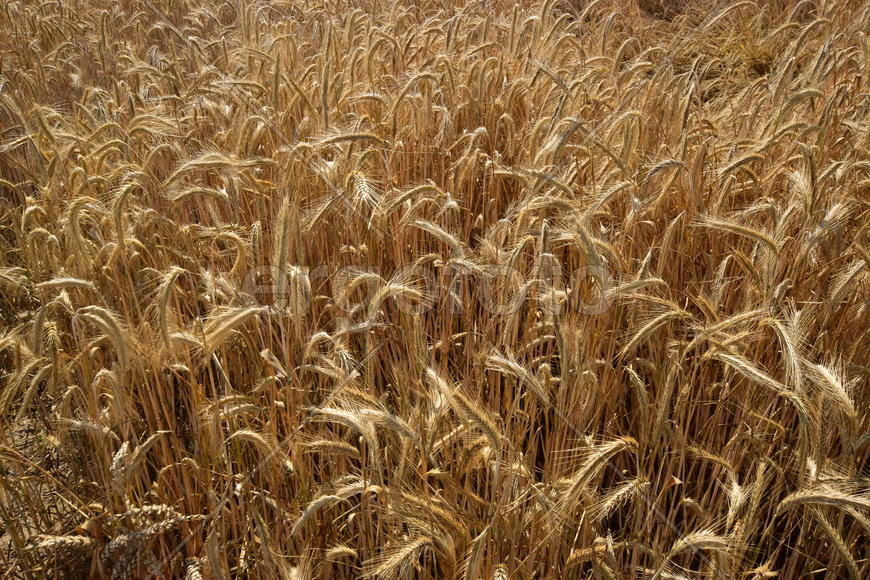 Фон. Созревшая пшеница 