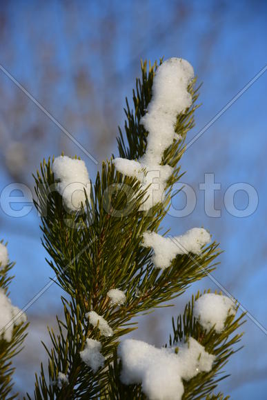 Ветка ели в снегу