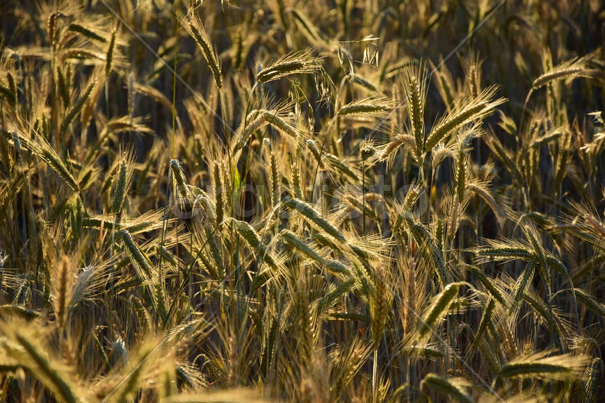 Фон. Пшеничное поле 