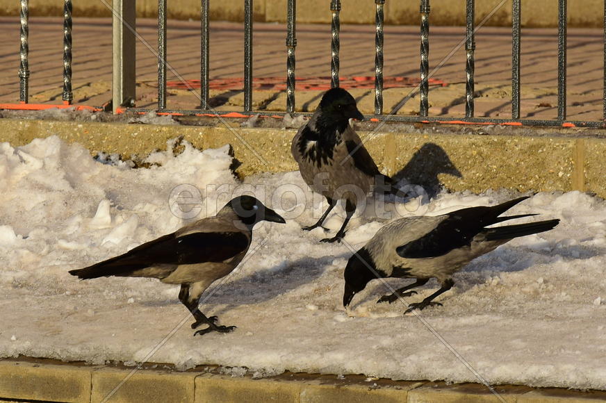 Три сороки на снегу 