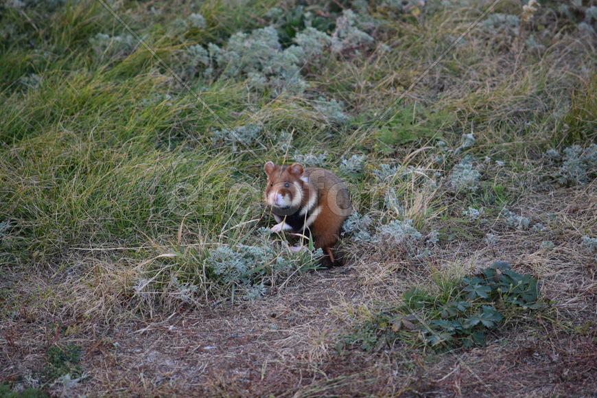 Дикий лесной хомяк на опушке 