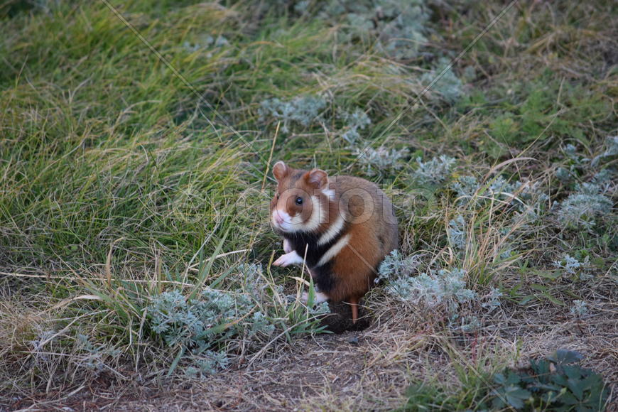 Дикий лесной хомяк на опушке 