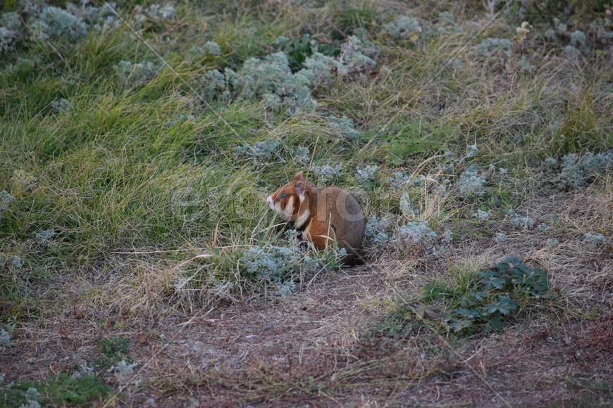 Дикий лесной хомяк на опушке 