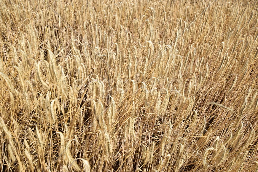 Фон. Созревшая пшеница 