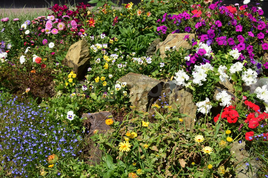 Городские клумбы 