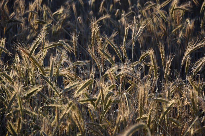 Фон. Пшеничное поле 