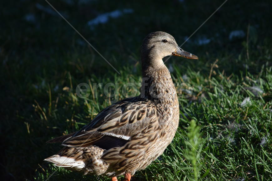 Дикие птицы плавающие по воде 