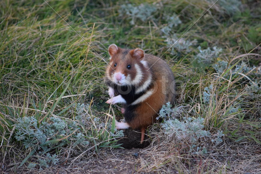 Дикий лесной хомяк на опушке 