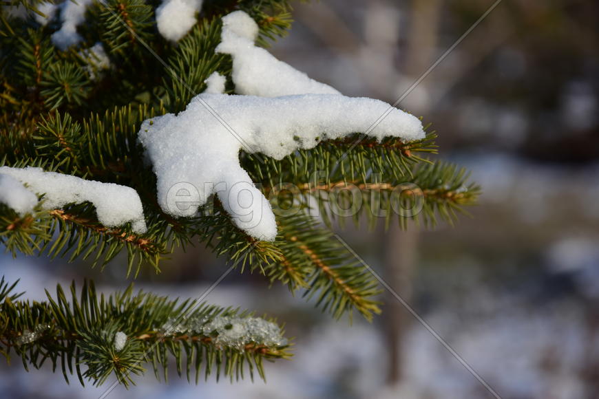 Ветка ели в снегу