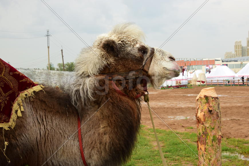 Запряженный коричневый верблюд для езды верхом 