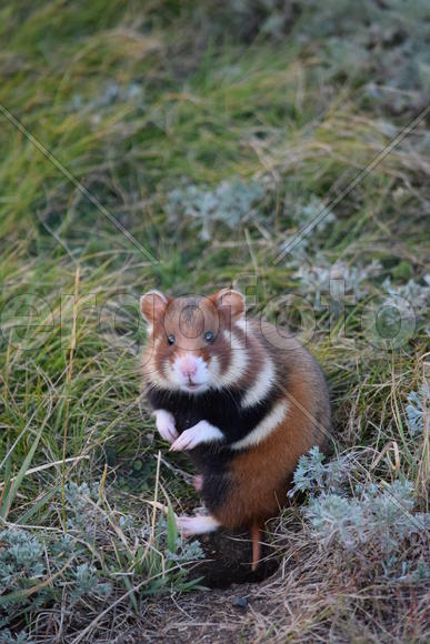 Дикий лесной хомяк на опушке 