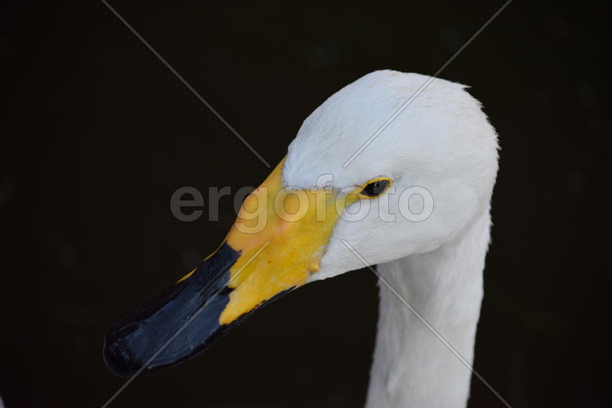 Дикие птицы плавающие по воде 