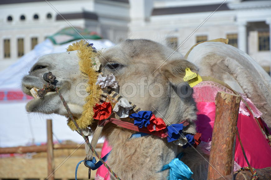 Астана - Этнический фестиваль летом 2017