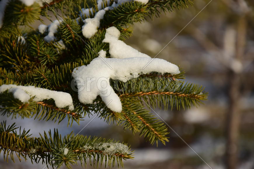 Ветка ели в снегу