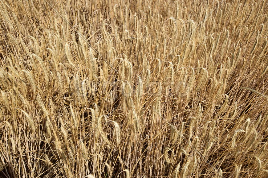 Фон. Созревшая пшеница 